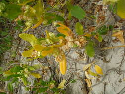 Image of Florida hopbush