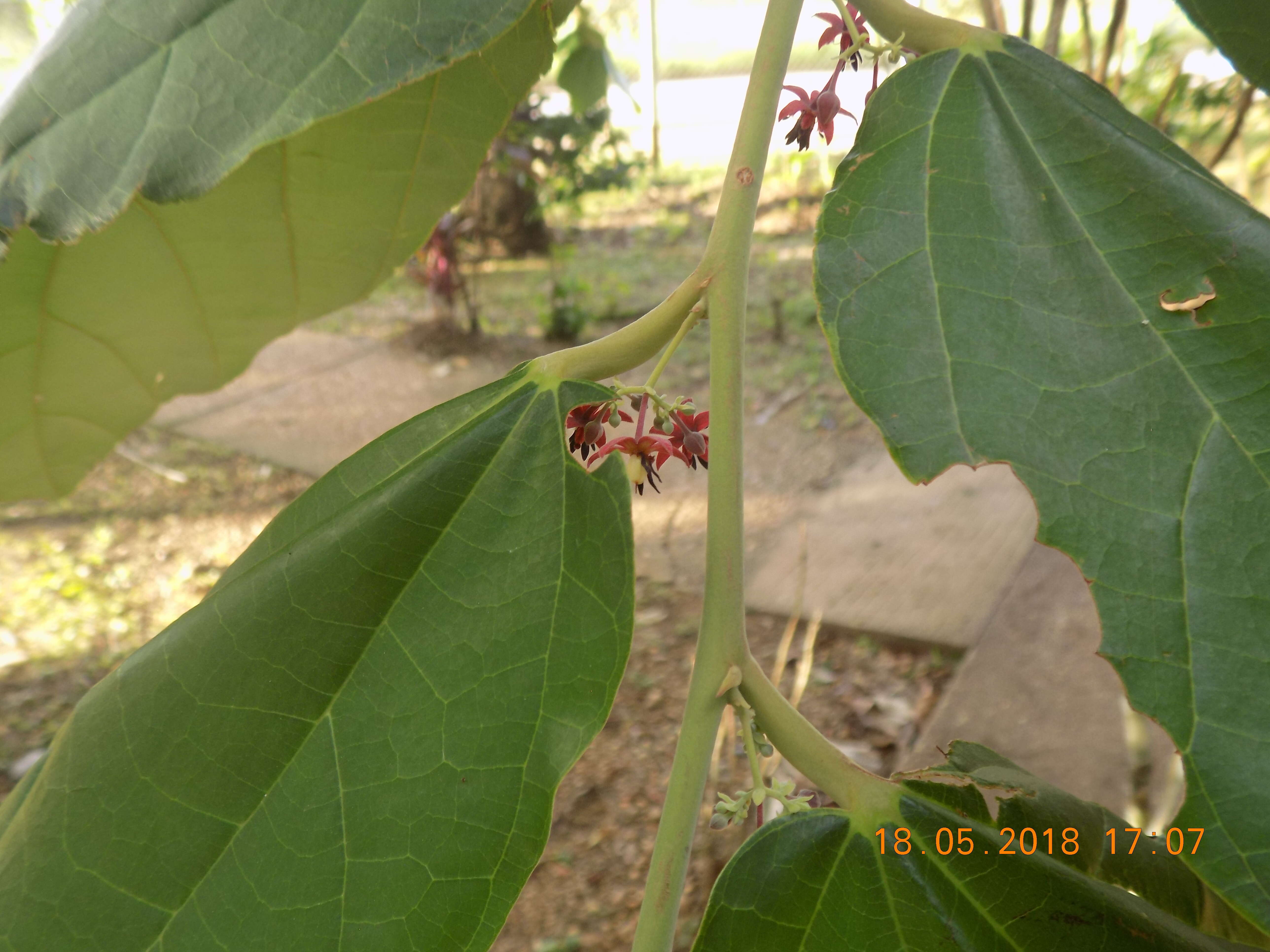 Слика од Theobroma bicolor Humb. & Bonpl.