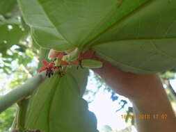 Слика од Theobroma bicolor Humb. & Bonpl.