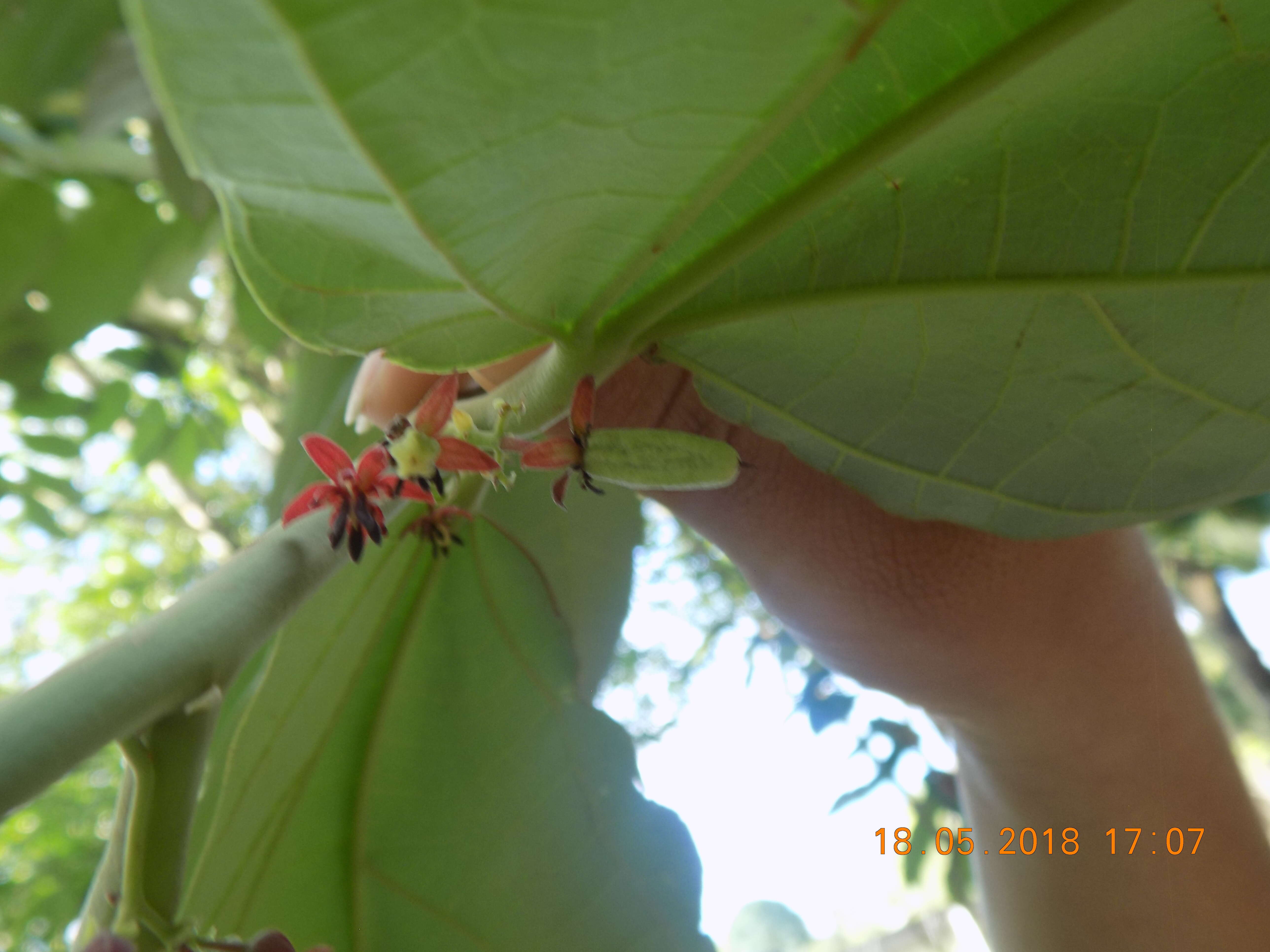 Слика од Theobroma bicolor Humb. & Bonpl.