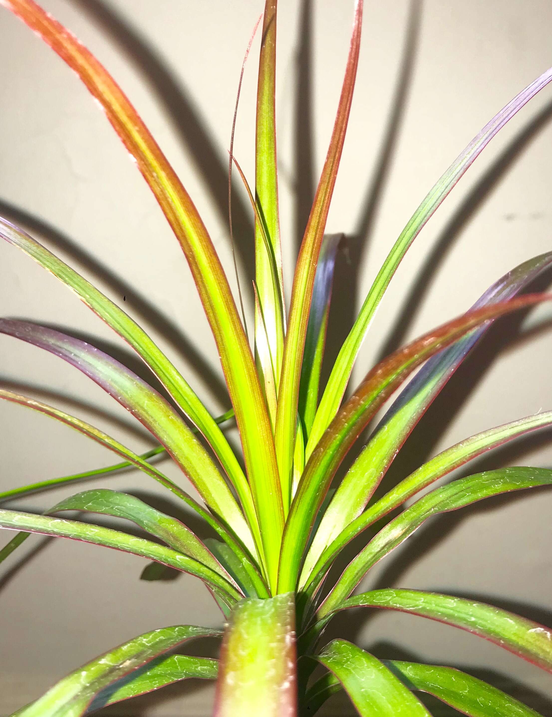 Image of Dracaena reflexa Lam.