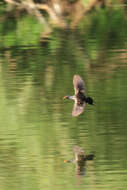 Image of Common Moorhen