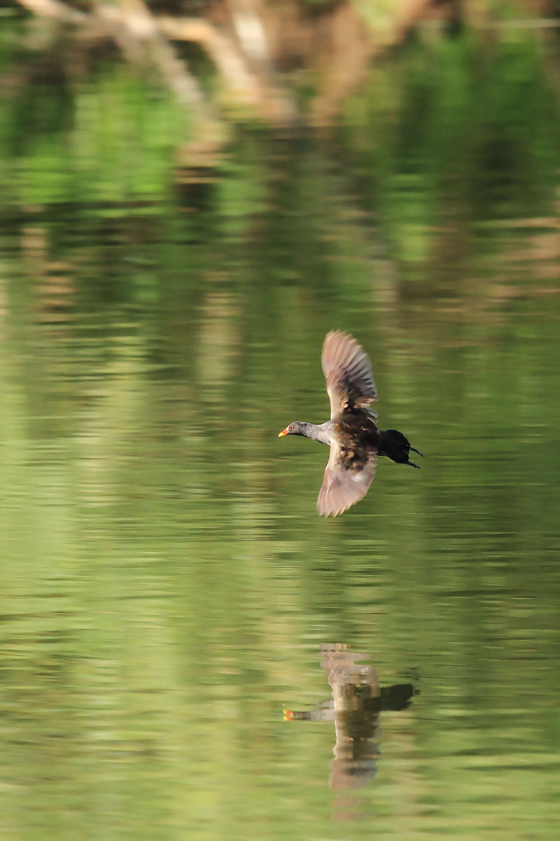 Image of Common Moorhen