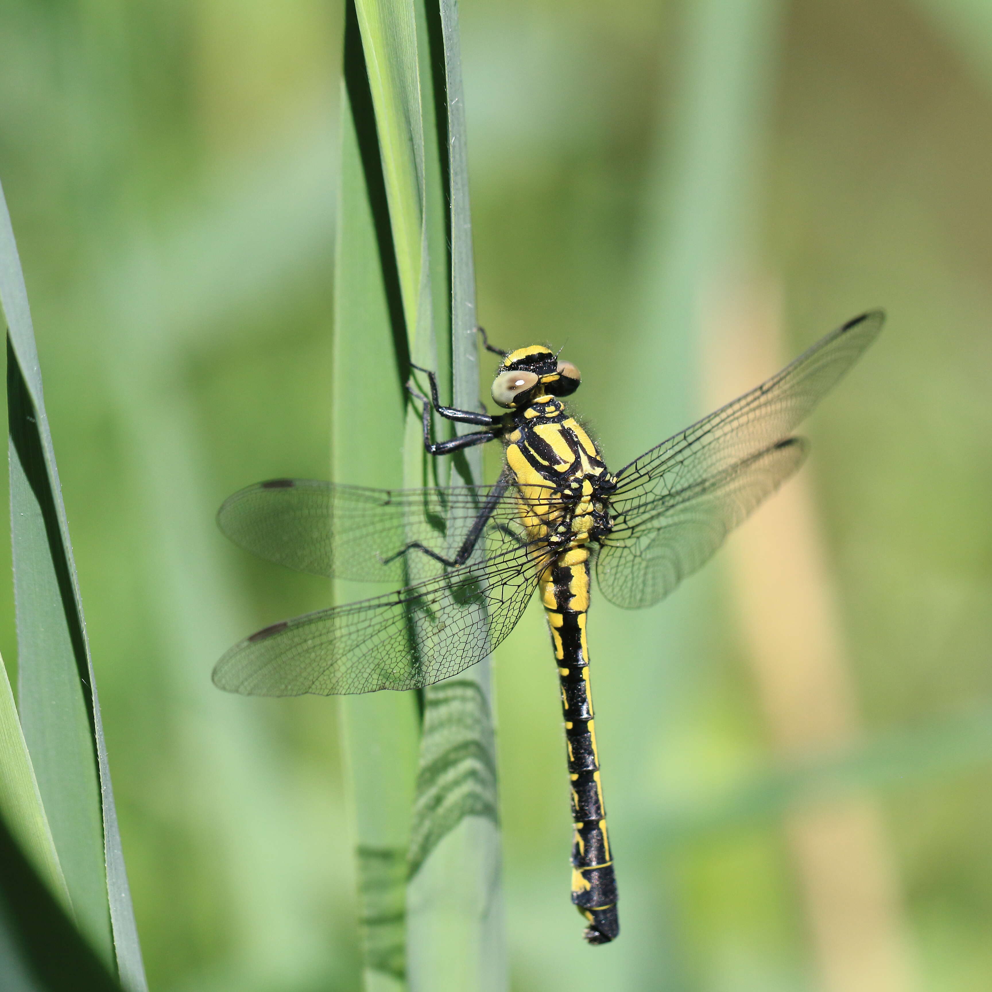 Image of Club-tailed Dragonfly