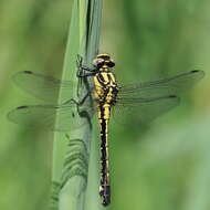 Image of Club-tailed Dragonfly