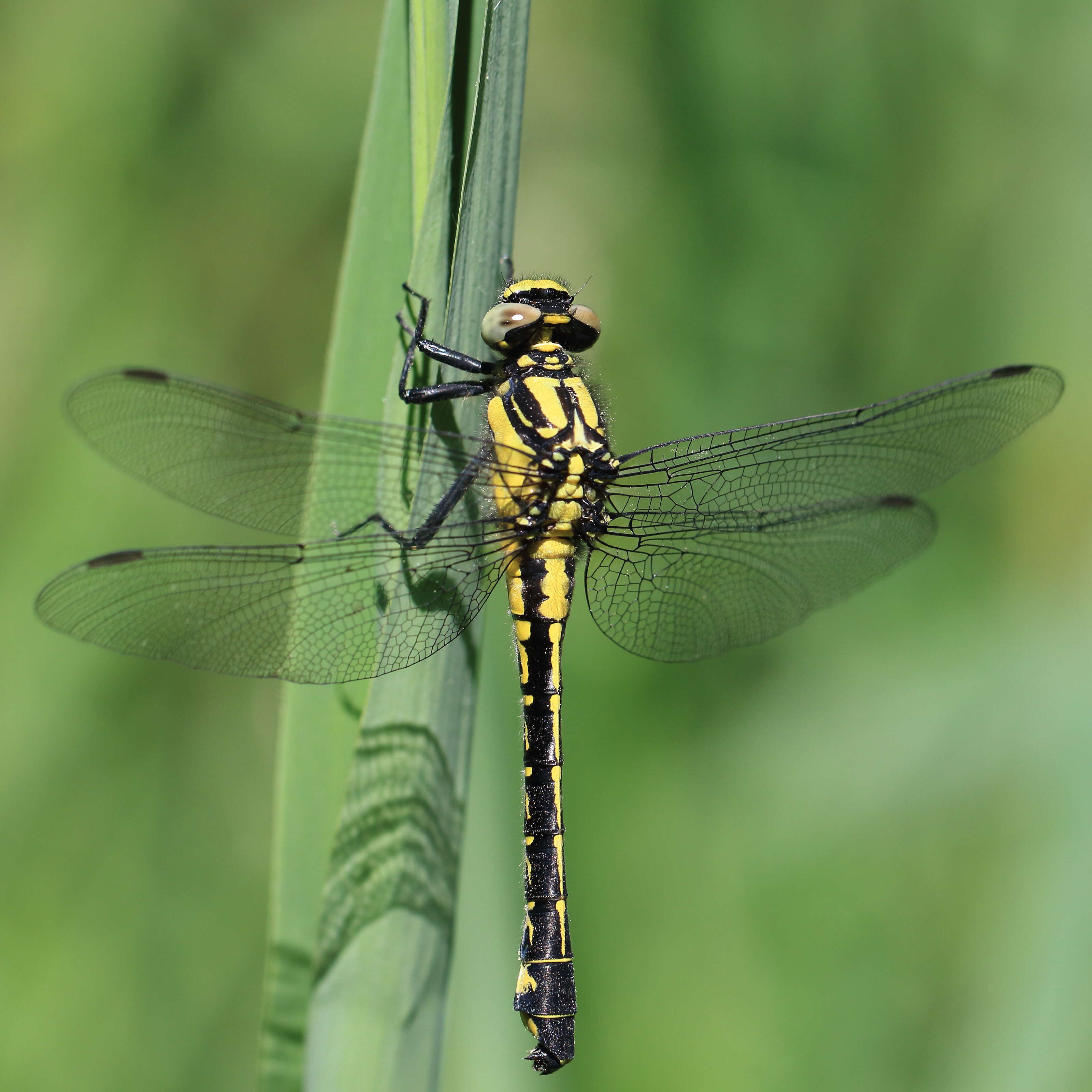 Image of Club-tailed Dragonfly