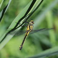 Image of Club-tailed Dragonfly