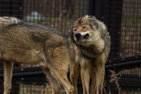 Imagem de Canis lupus lupus Linnaeus 1758