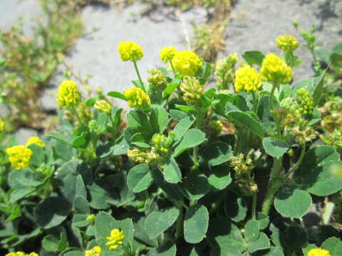 Image of black medick