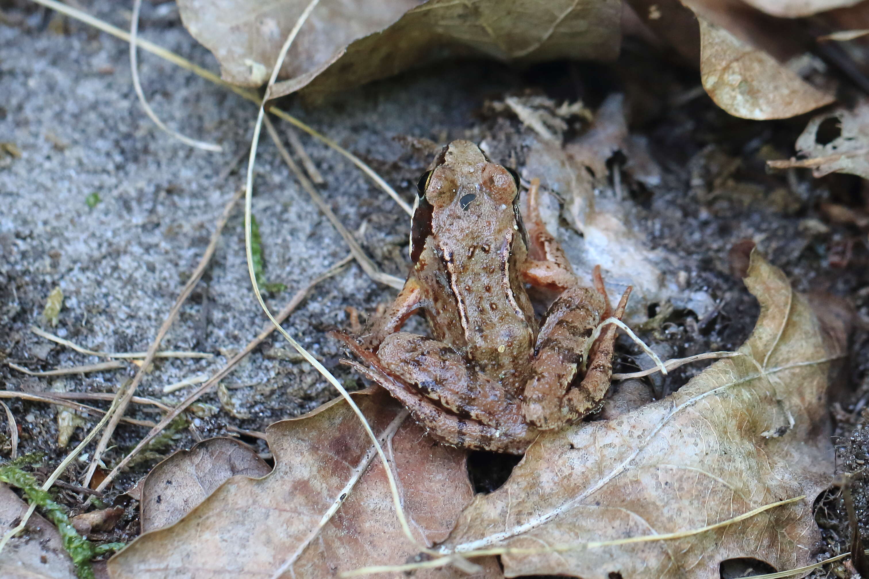 Image of Common frog