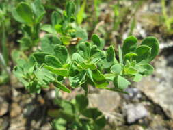 Image of Common Bird's-foot-trefoil