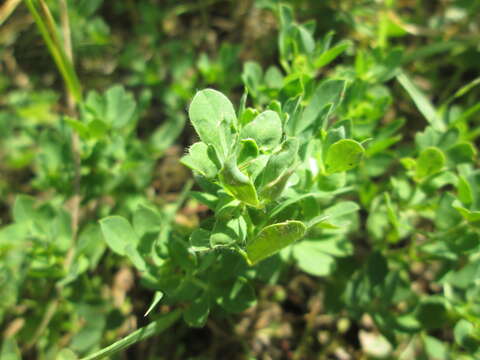 Image of Common Bird's-foot-trefoil