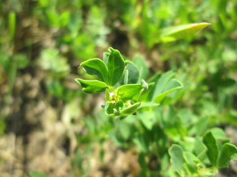 Image of Common Bird's-foot-trefoil