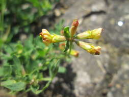 Image of Common Bird's-foot-trefoil