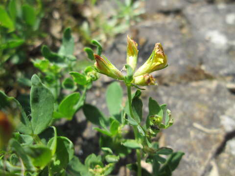 Imagem de Lotus corniculatus L.