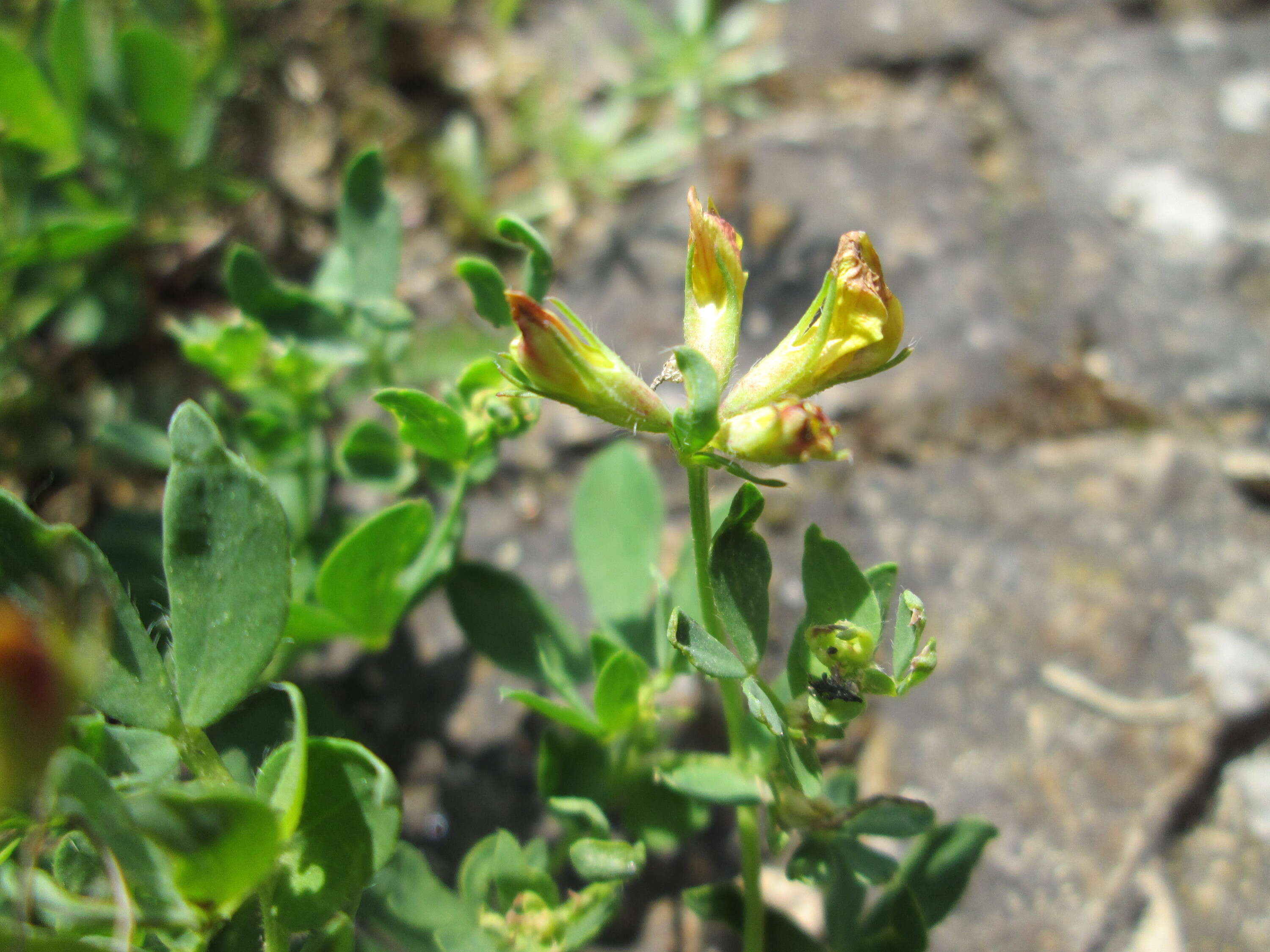 Image of Common Bird's-foot-trefoil