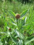 Image of brown knapweed