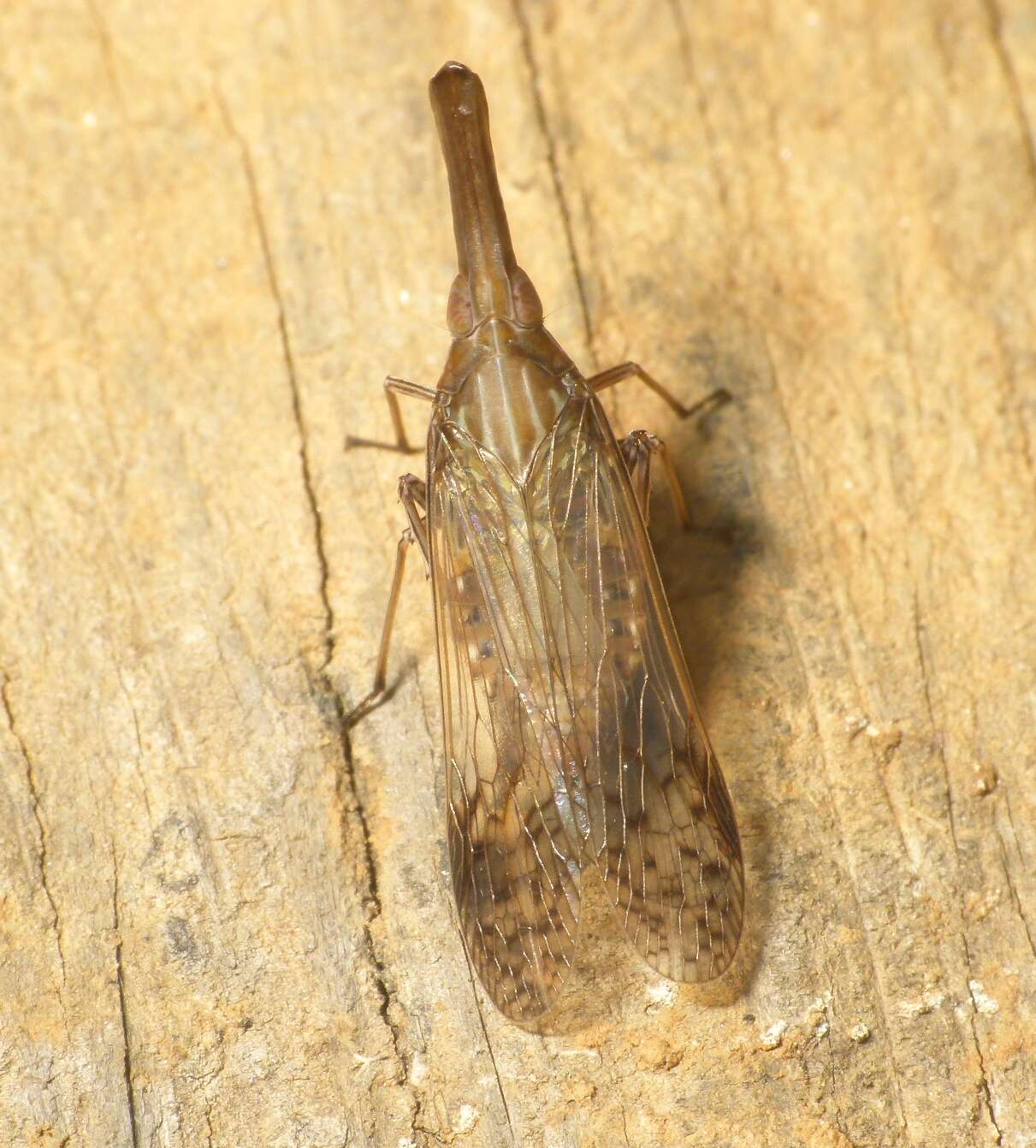 Image of dictyopharid planthoppers