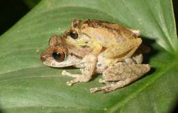 Image of Anil's Bush Frog