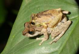 Image of Anil's Bush Frog