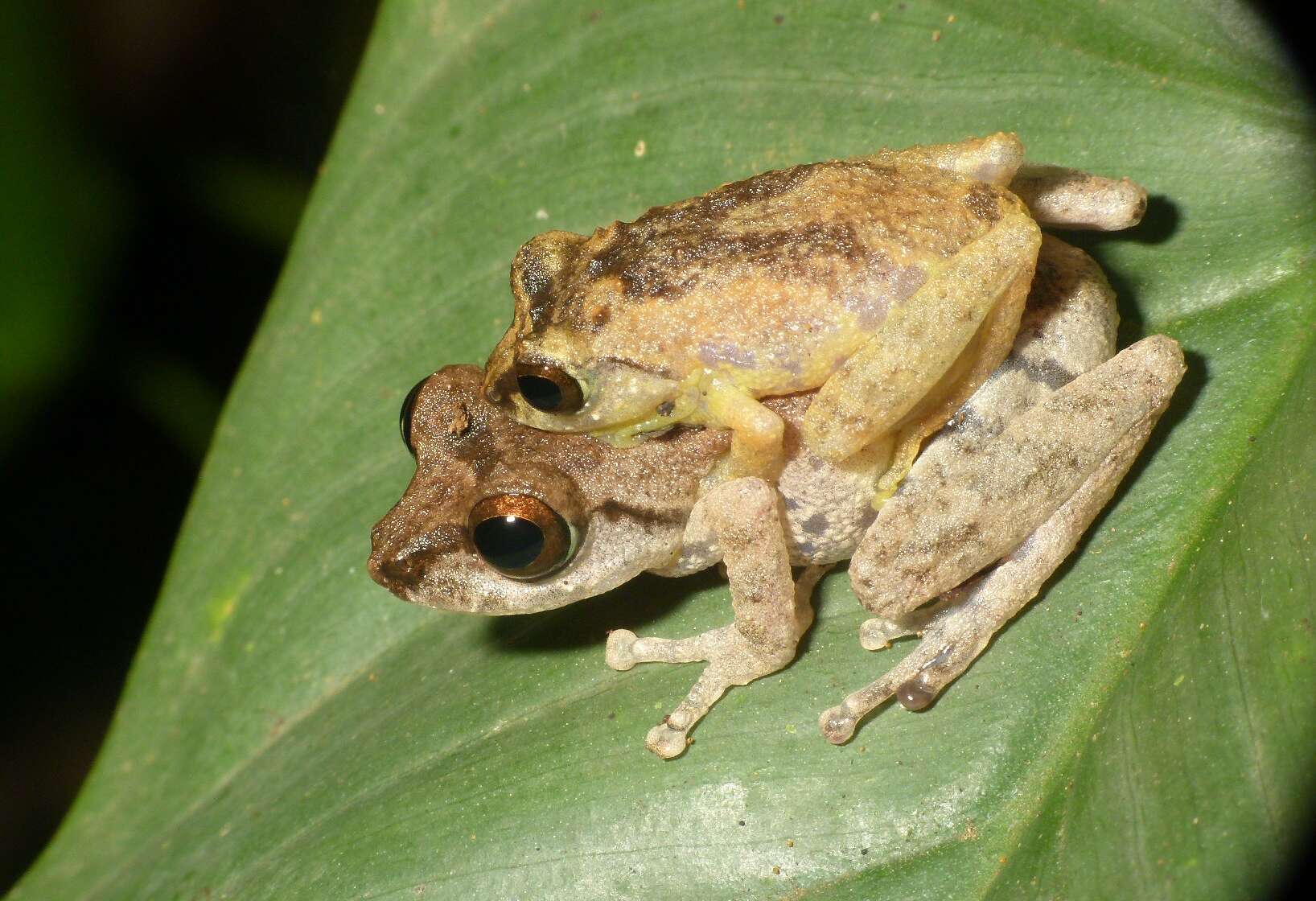 Image of Anil's Bush Frog