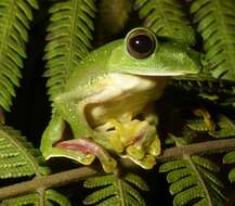 Image of Malabar Gliding Frog