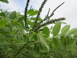 Amorpha fruticosa L. resmi