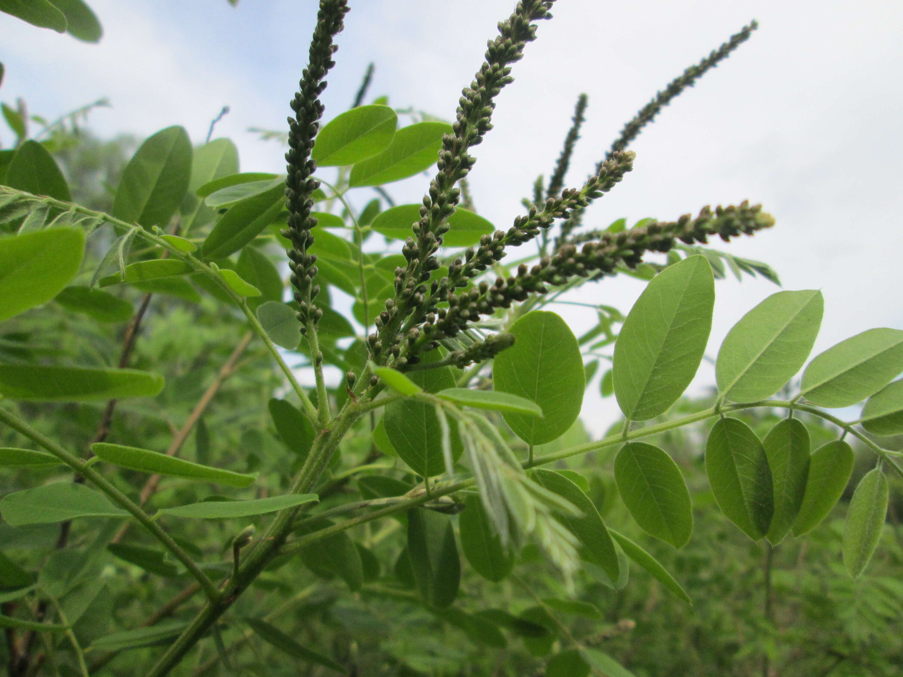 Amorpha fruticosa L. resmi