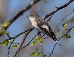 Image of European Pied Flycatcher