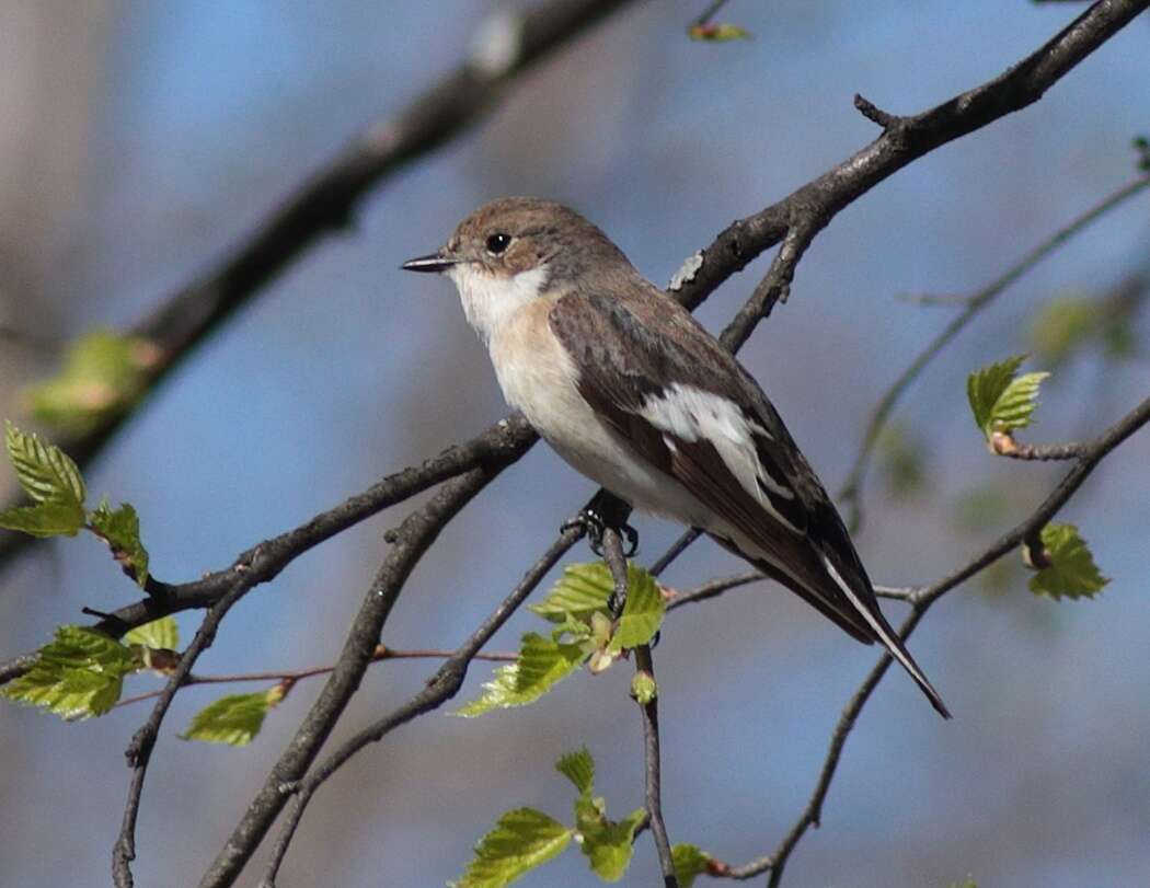 Plancia ëd Ficedula hypoleuca (Pallas 1764)