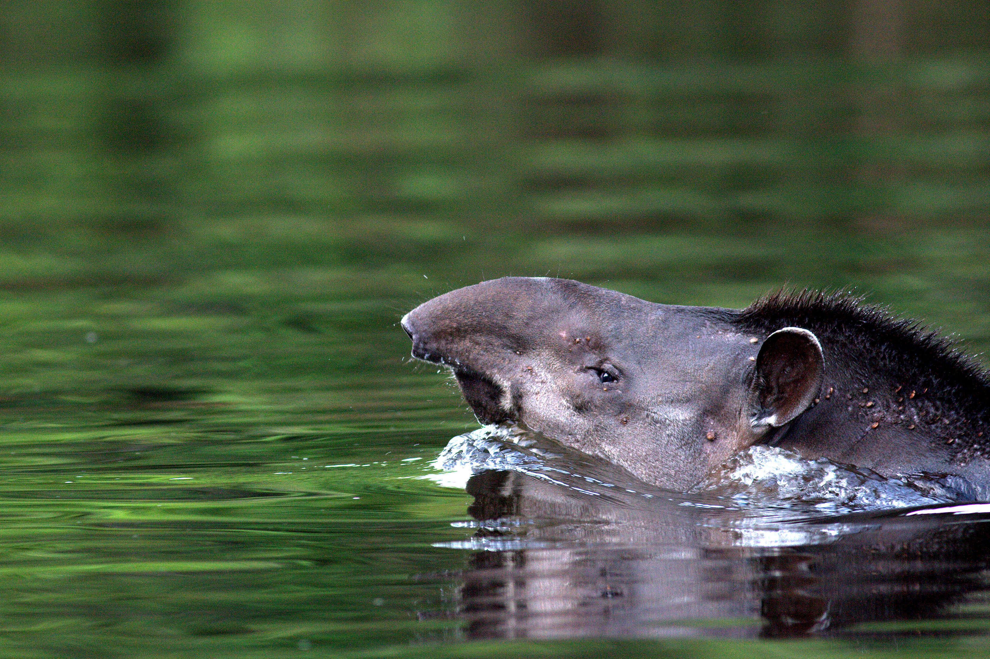 Image of Brazilian Tapir