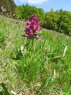 Image of Elder-flowered orchid