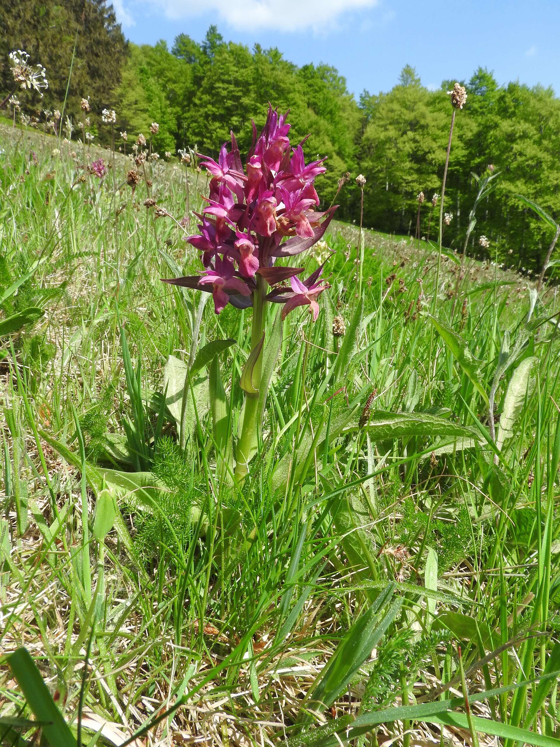 Image of Elder-flowered orchid