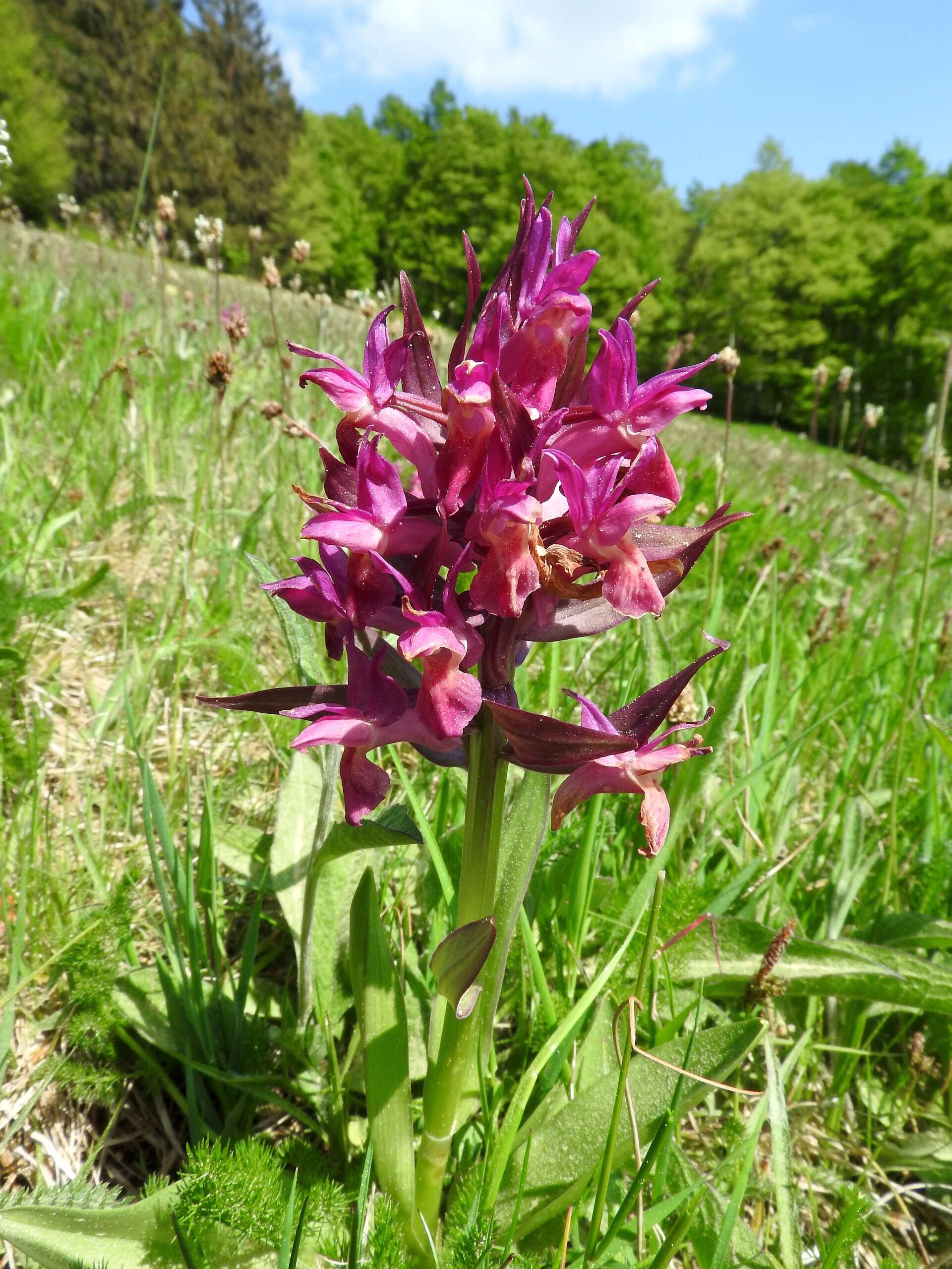 Image of Elder-flowered orchid