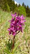 Image of Elder-flowered orchid