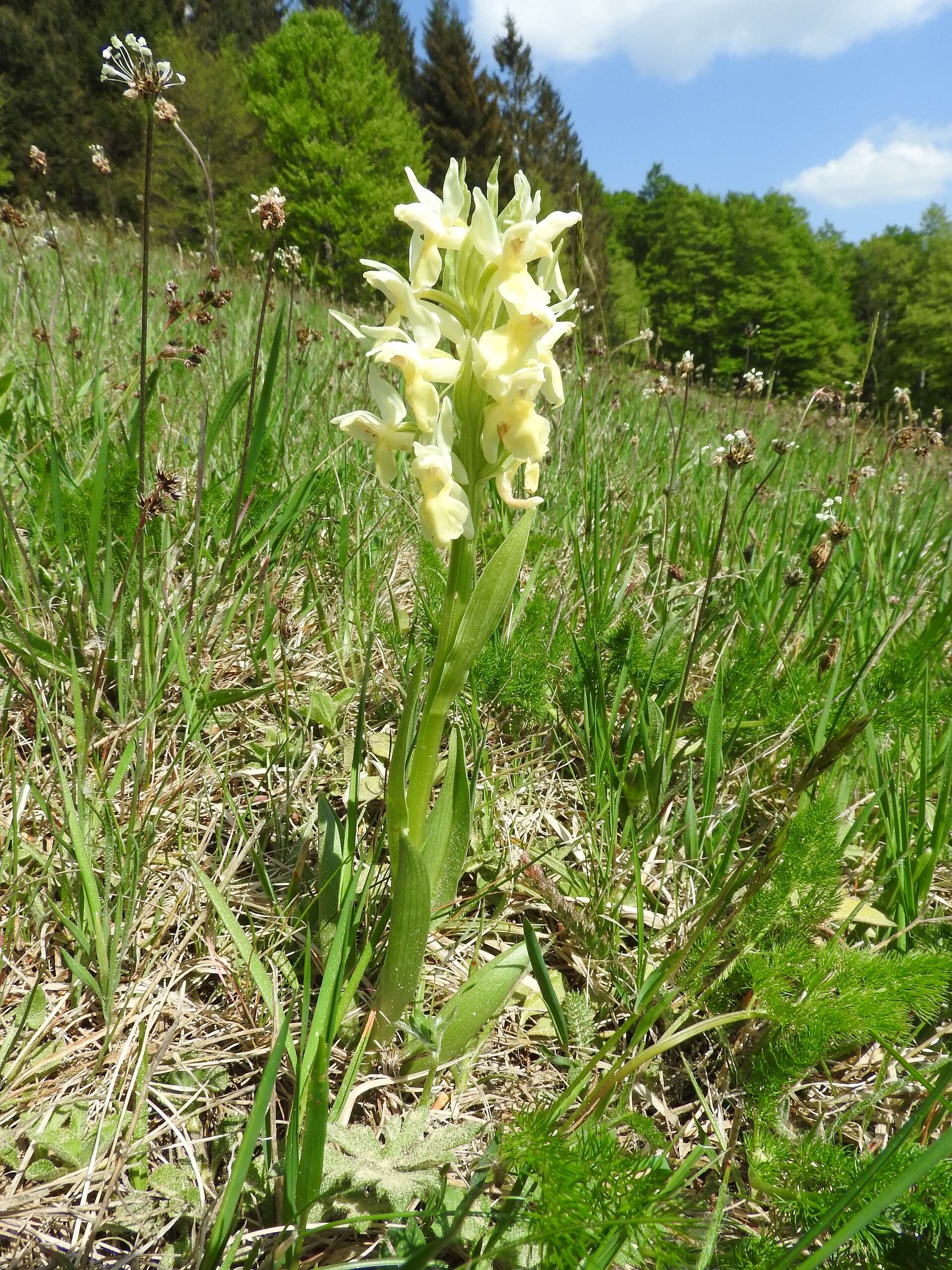 Image of Elder-flowered orchid