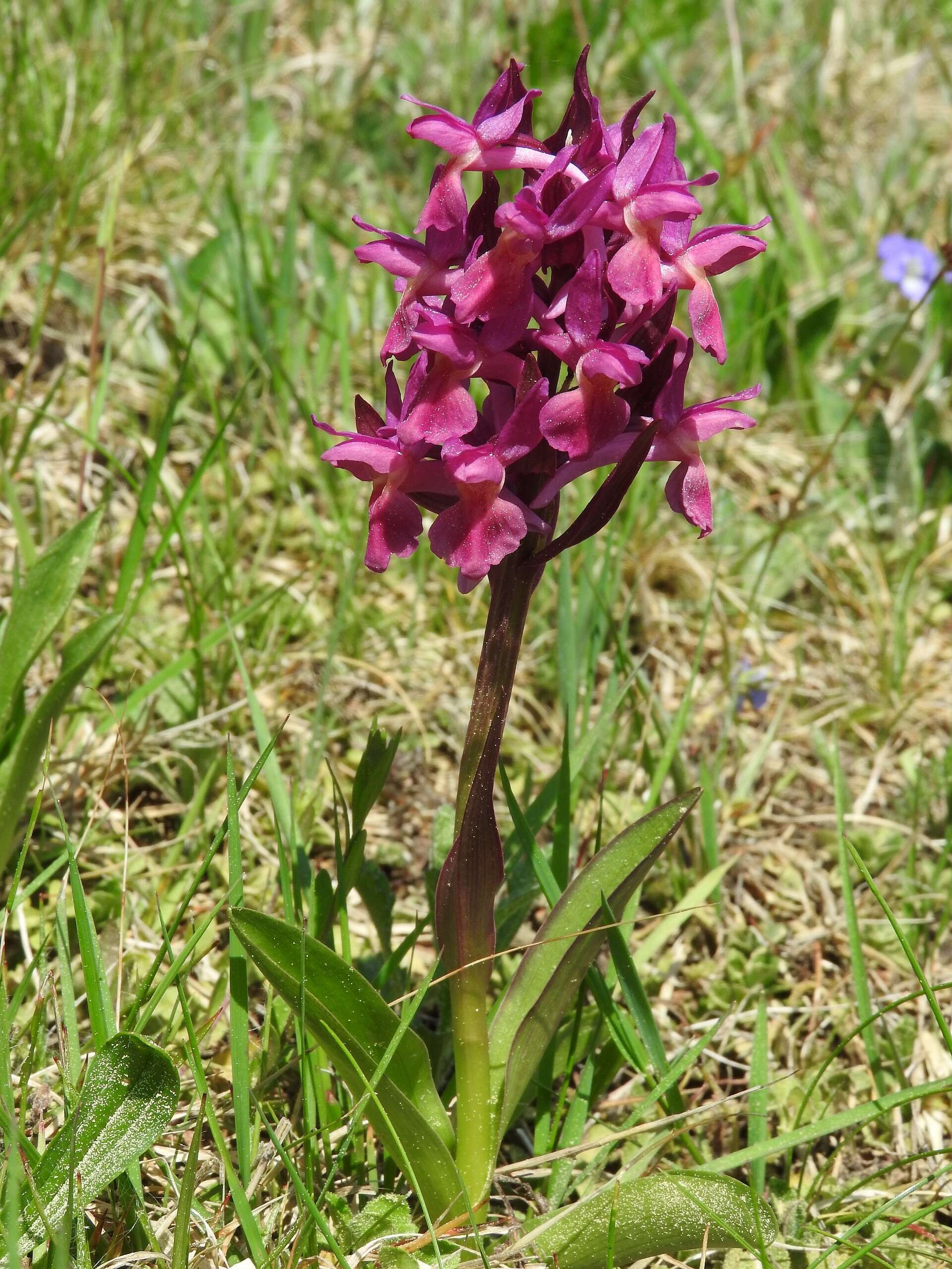 Image of Elder-flowered orchid