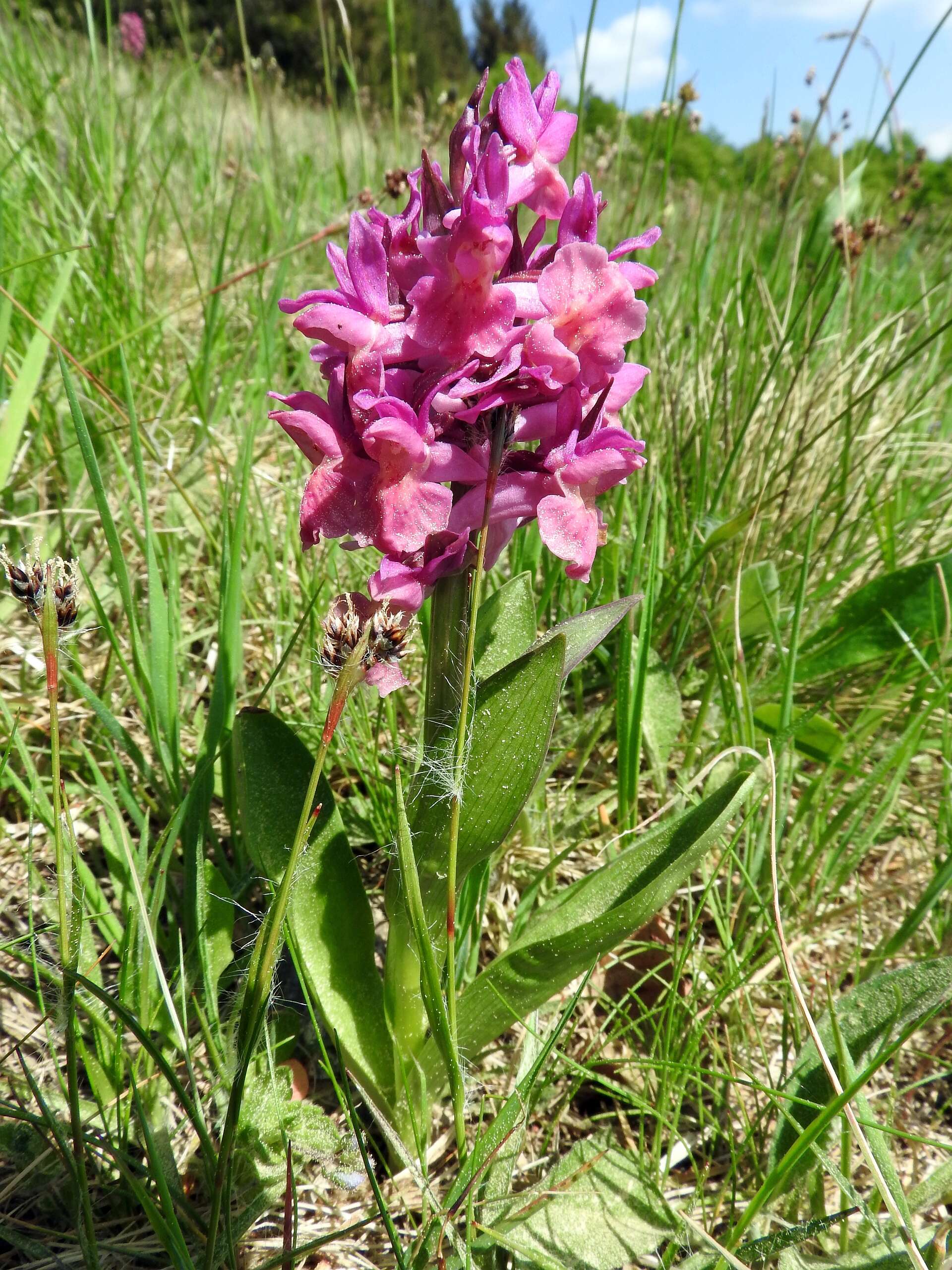 Image of Elder-flowered orchid