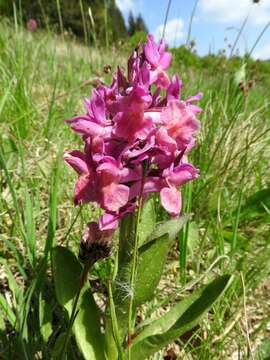 Image of Elder-flowered orchid