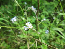 Image of field forget-me-not