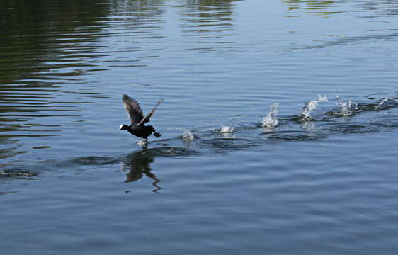 Image of Common Coot