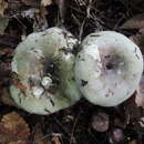 Imagem de Russula variata