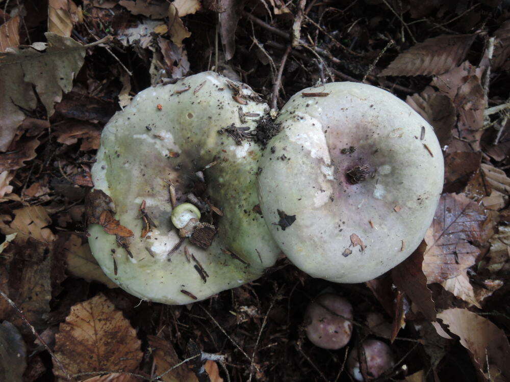 Image of Russula variata