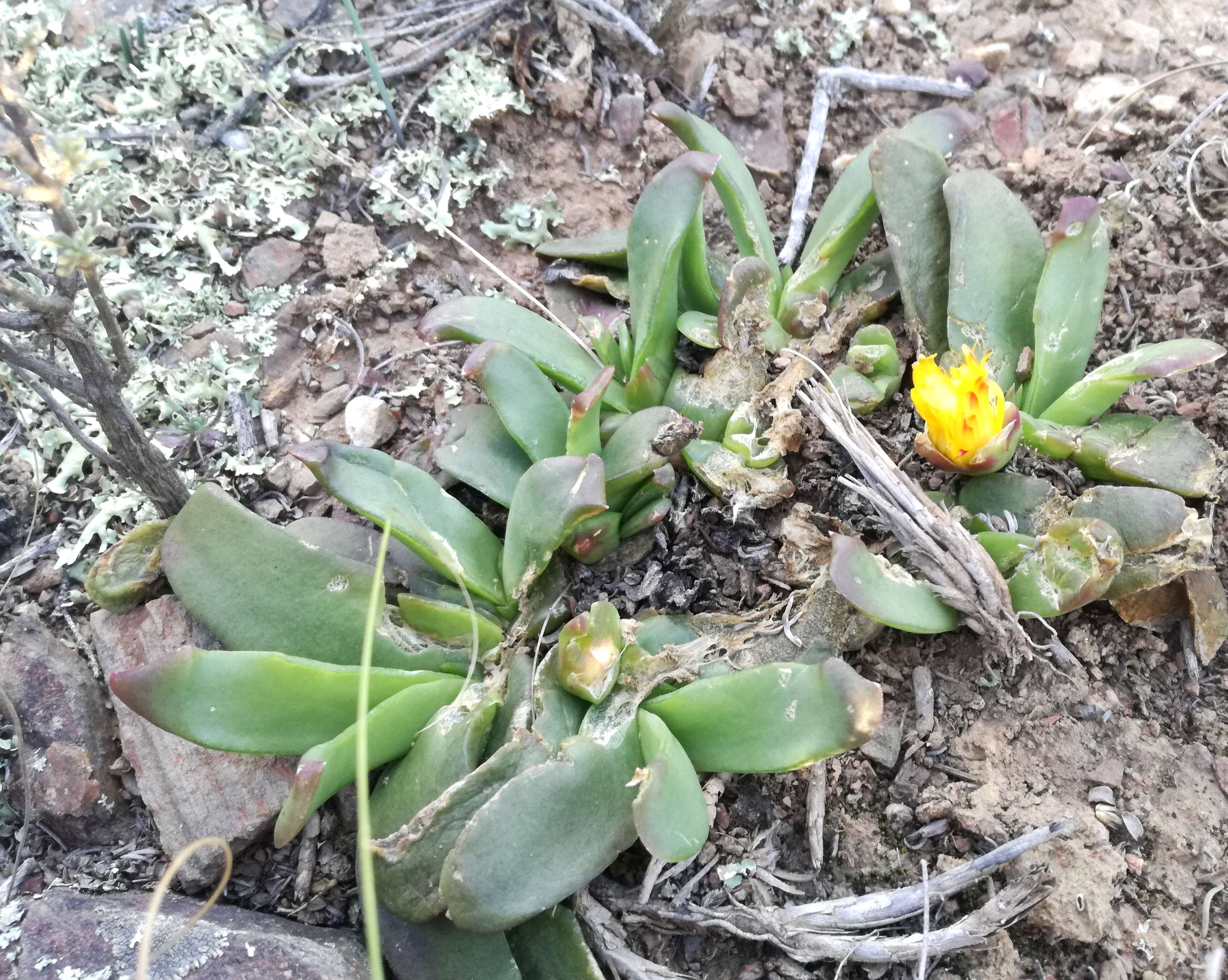 Image of Glottiphyllum depressum (Haw.) N. E. Br.