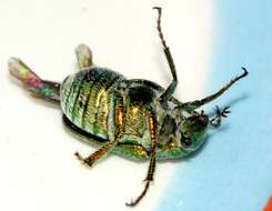 صورة Diphucephala