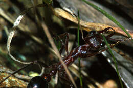 Image of Myrmecia gulosa (Fabricius 1775)