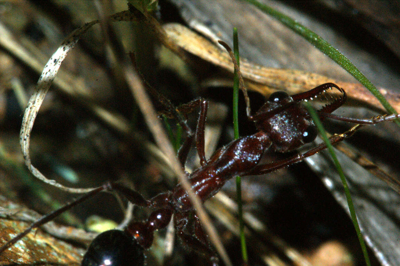 Imagem de Myrmecia gulosa (Fabricius 1775)