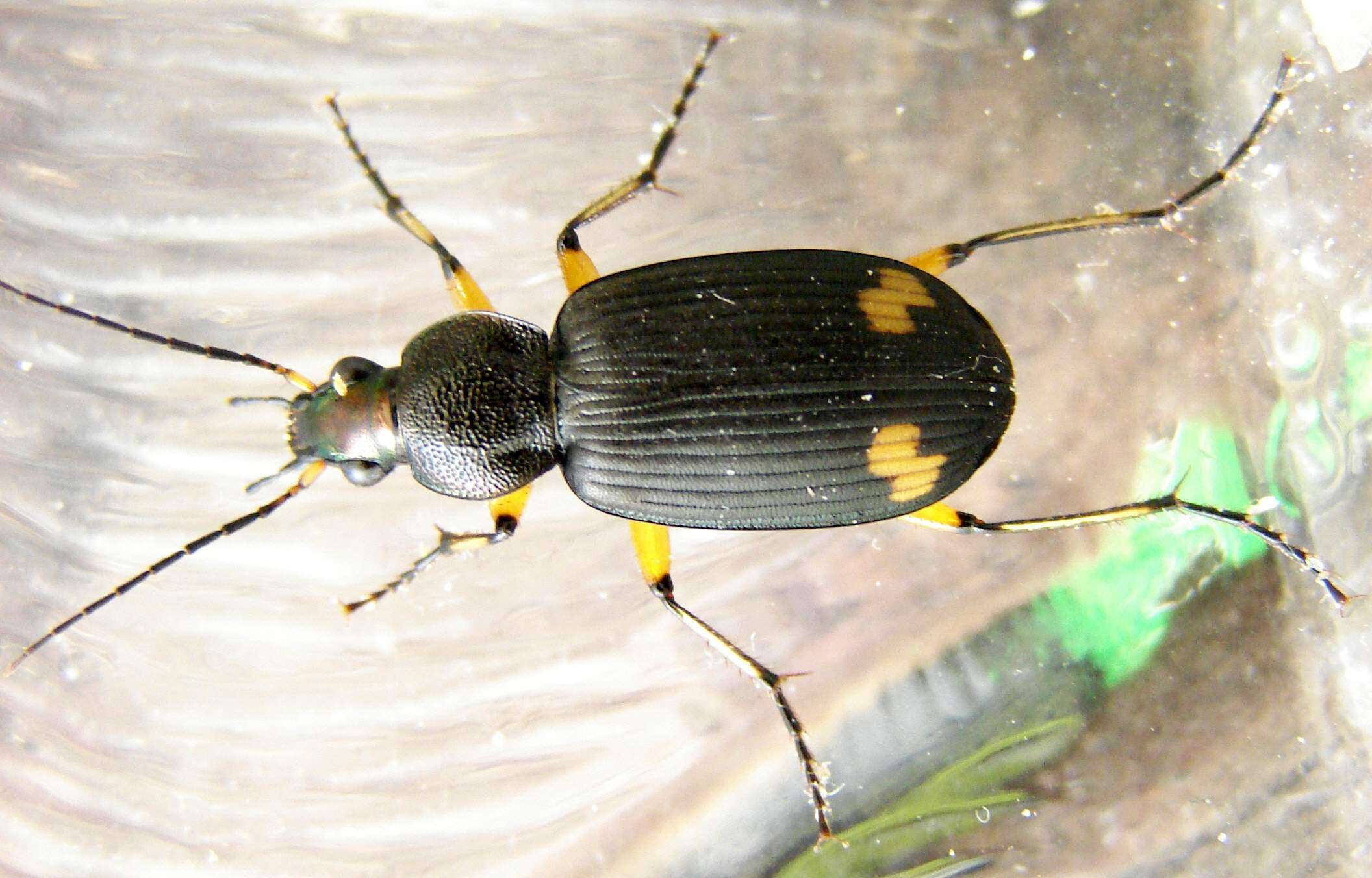 Image of Vivid Metallic Ground Beetles