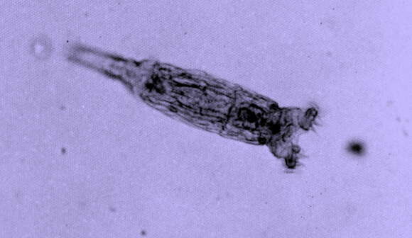 Image of Bdelloidea