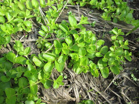 Слика од Lysimachia nummularia L.